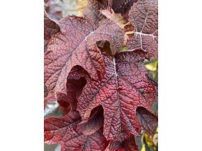 Hydrangea quercifolia Ruby Slipper