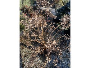 Hydrangea quercifolia 'Snow Queen' - hortenzie dubolistá