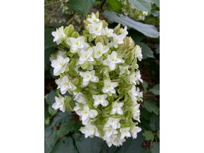 Hydrangea quercifolia 'Snowflake' - hortenzie dubolistá