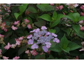 Hydrangea serrata 'Dolmyf' - hortenzie pilovitá