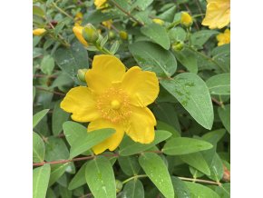 Hypericum 'Hidcote' - třezalka rozkladitá
