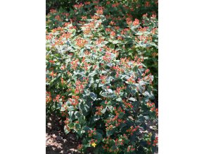 Hypericum 'Miracle Attraction' - třezalka