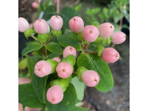 Hypericum 'Miracle Blossom' - třezalka