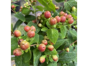 Hypericum 'Miracle Wonder' - třezalka
