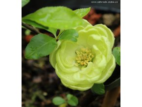 Chaenomeles speciosa 'Kinshiden' - kdoulovec