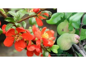 Chaenomeles superba (x) 'Crimson and Gold' kmínek - kdoulovec nádherný