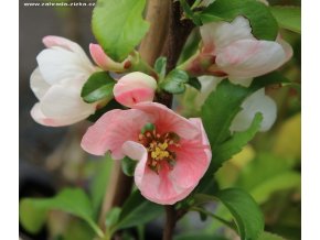 Chaenomeles superba (x) 'Flocon Rose' - kdoulovec nádherný