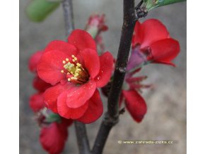 Chaenomeles superba (x) 'Nicoline' - kdoulovec nádherný