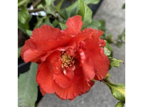 Chaenomeles superba (x) 'Orange Storm' PBR - kdoulovec nádherný