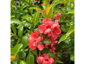 Chaenomeles superba (x) 'Salmon Horizon' - kdoulovec nádherný