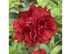 Chaenomeles superba (x) 'Scarlet Storm' PBR - kdoulovec nádherný
