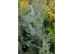 Chamaecyparis lawsoniana 'Columnaris Resy' - cypříšek lawsonův