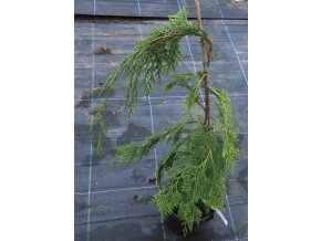 Chamaecyparis lawsoniana 'Dicks Weeping' - cypříšek lawsonův