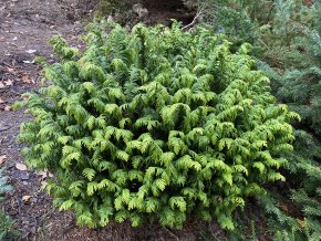 Chamaecyparis lawsoniana 'Jeanette' - cypříšek lawsonův
