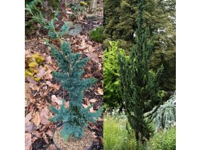 Chamaecyparis lawsoniana 'Wissels Saguaro' - cypříšek lawsonův