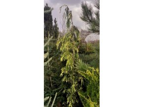 Chamaecyparis nootkatensis 'Gloria Polonica - cypříšek nutkajský
