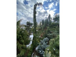 Chamaecyparis nootkatensis 'Jubilee' - cypříšek nutkajský