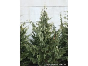 Chamaecyparis nootkatensis 'Pendula' - cypříšek nutkajský