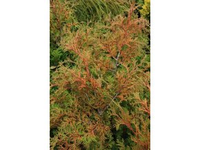 Chamaecyparis obtusa 'Bronze Pygmy' - cypříšek tupolistý
