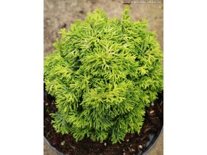 Chamaecyparis obtusa 'Butterball' - cypřišek tupolistý