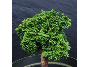 Chamaecyparis obtusa 'Hage' - cypřišek tupolistý