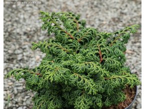 Chamaecyparis obtusa 'Maureen' - cypřišek tupolistý