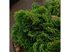 Chamaecyparis obtusa 'Nana Gracilis' - cypříšek tupolistý