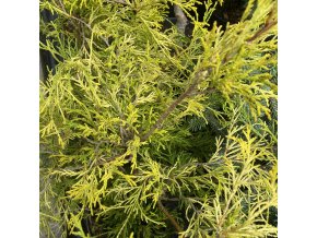 Chamaecyparis pisifera 'Filifera Aurea' - cypříšek hrachonosný