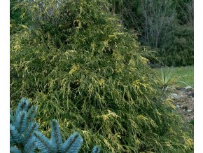 Chamaecyparis pisifera 'Filifera Aureovariegata' - cypříšek hrachonosný