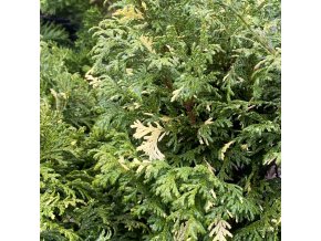 Chamaecyparis pisifera 'Nana Aureovariegata' - cypříšek hrachonosný