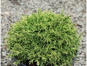 Chamaecyparis pisifera 'White Pygmy' - cypřišek hrachonosný