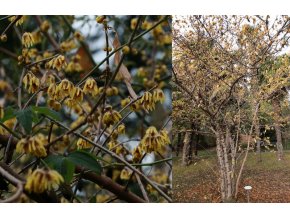 Chimonanthus praecox - zimokvět časný