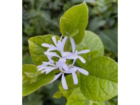Chionanthus retusus - bělas uťatý