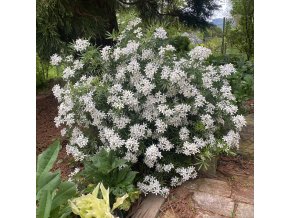 Choisya ternata 'White Dazzler' - choísie, mexický pomerančovník