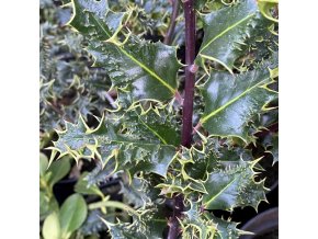 Ilex aquifolium 'Ferox' - cesmína ostrolistá