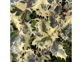 Ilex aquifolium 'Ferox Argentea' - cesmína ostrolistá