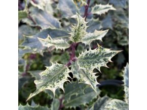 Ilex aquifolium 'Ingramii' - cesmína ostrolistá