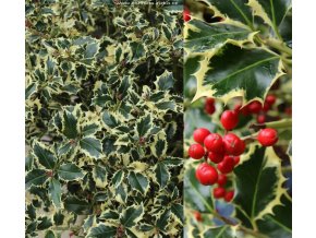 Ilex aquifolium 'Variegatum' kmínek - cesmína ostrolistá