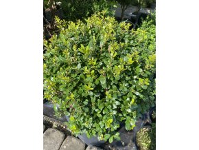 Ilex crenata 'Caroline Upright' - cesmína vroubkovaná