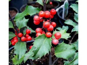 Ilex meserveae 'Blue Princess' - cesmína