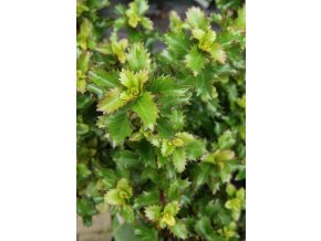 Ilex meserveae 'Little Rascal'® - cesmína