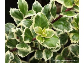 Ilex mezerveae 'Casanova' - cesmína