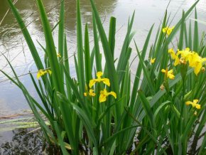 Iris pseudacorus - kosatec žlutý