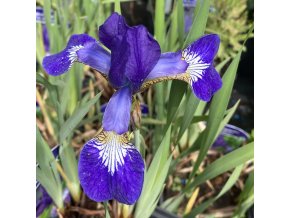 IRIS sibirica 'Flight of butterflies' - kosatec sibiřský
