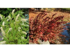 iteavirginica2