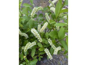 Itea virginica 'Henry's Garnet' - itea viržínská