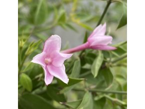Jasminum × stephanense - jasmín pravý