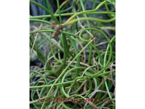 Juncus effesus 'Spiralis' - sítina rozkladitá
