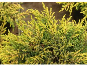 Juniperus communis 'Gold Shatz' - jalovec obecný