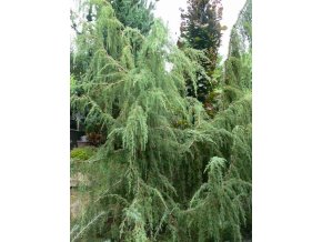Juniperus communis 'Horstmann' - jalovec obecný